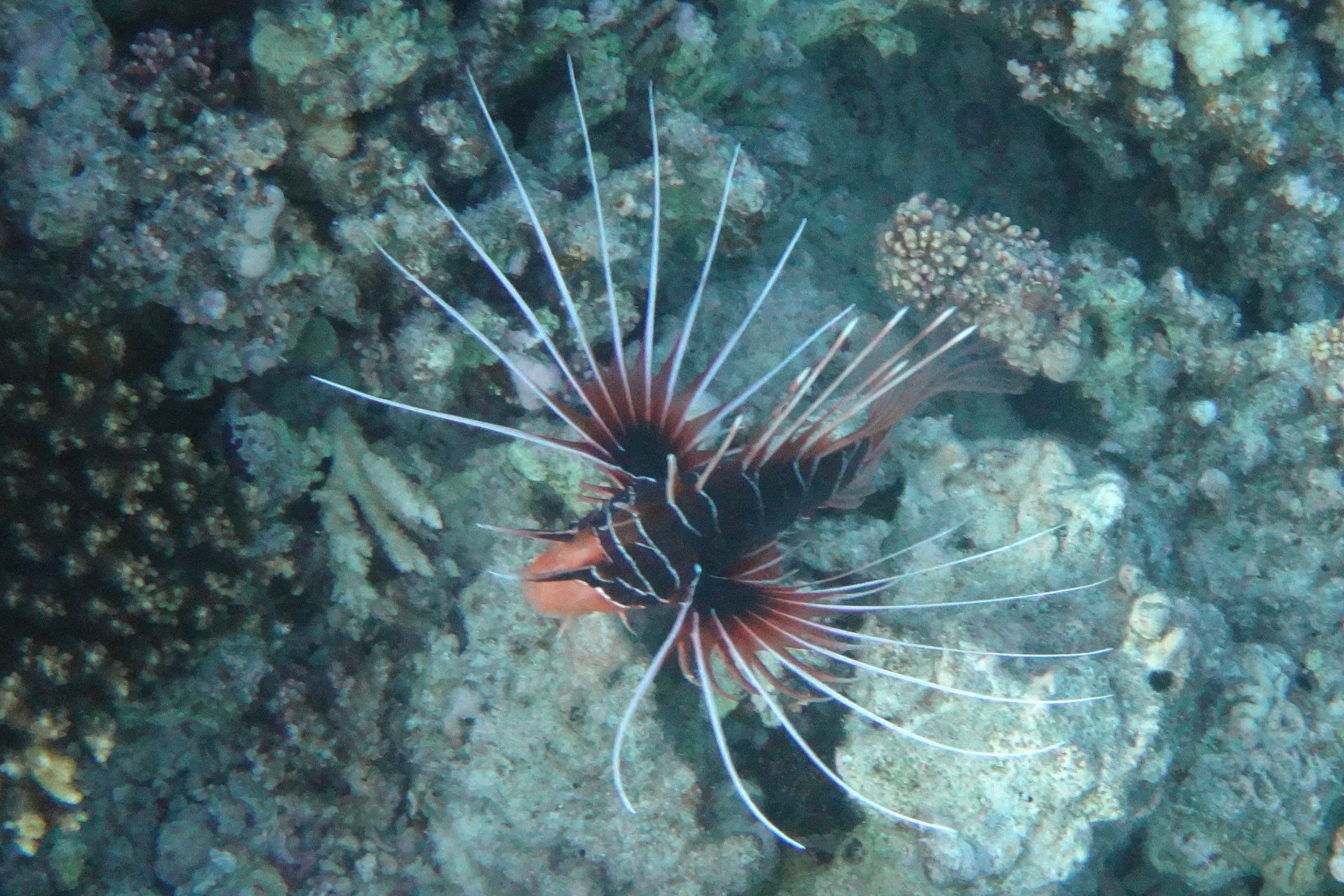 Artenseite Strahlenfeuerfisch